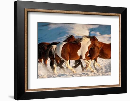 Show Runners-Lisa Dearing-Framed Photographic Print
