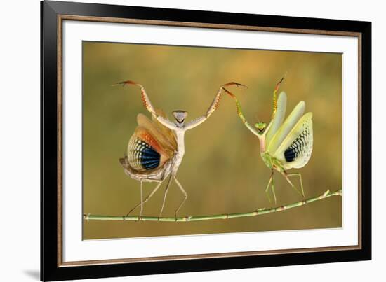 Show Time-Hasan Baglar-Framed Art Print