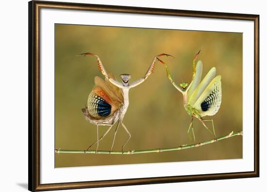 Show Time-Hasan Baglar-Framed Art Print