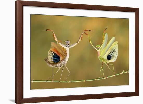 Show Time-Hasan Baglar-Framed Art Print