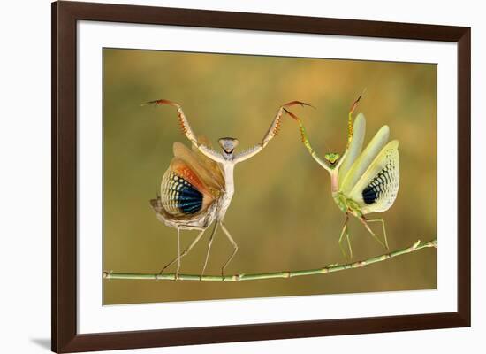 Show Time-Hasan Baglar-Framed Art Print