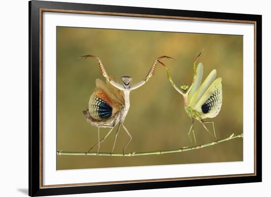 Show Time-Hasan Baglar-Framed Giclee Print