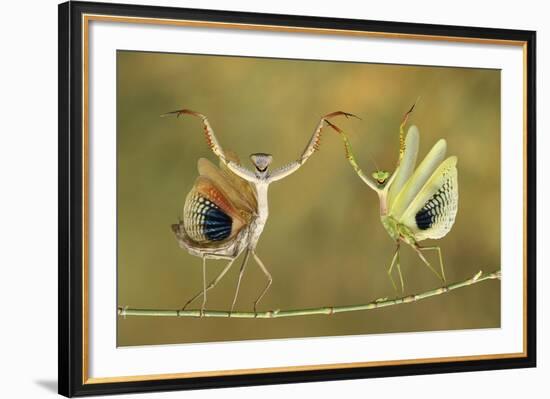 Show Time-Hasan Baglar-Framed Giclee Print