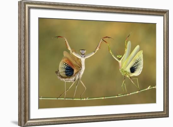 Show Time-Hasan Baglar-Framed Giclee Print