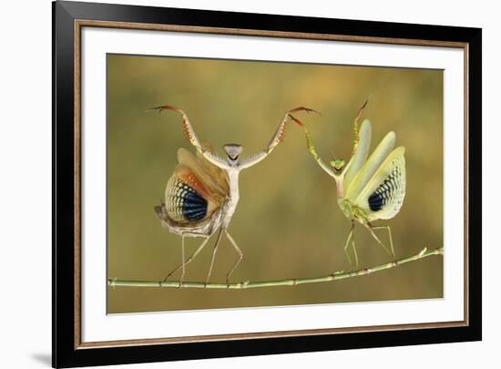 Show Time-Hasan Baglar-Framed Giclee Print