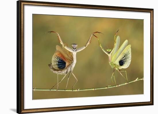 Show Time-Hasan Baglar-Framed Giclee Print