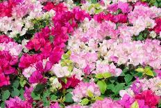 Blooming Bougainvillea Flowers Background. Bright Pink Magenta Bougainvillea Flowers as a Floral Ba-showcake-Photographic Print