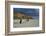 Shower of Rain over the 'Rotes Kliff' (Red Cliff) Close Kampen (Municipality) on the Island of Sylt-Uwe Steffens-Framed Photographic Print