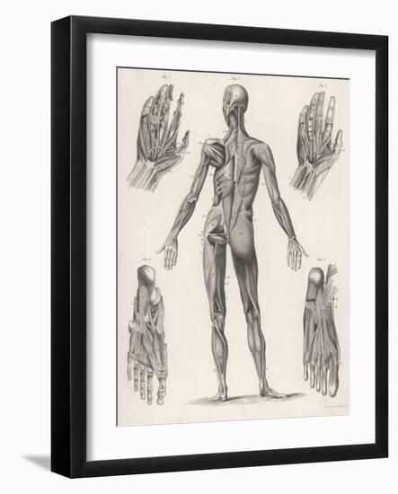 Showing Muscles of Body Hands and Feet-G. Aikmann-Framed Art Print