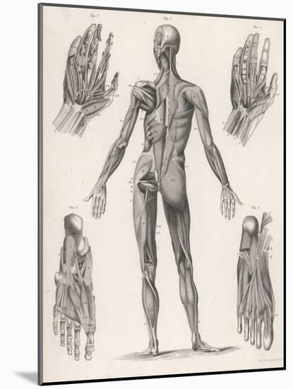 Showing Muscles of Body Hands and Feet-G. Aikmann-Mounted Art Print