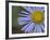 Showy Daisy (Erigeron Speciosus), Glacier National Park, Montana-James Hager-Framed Photographic Print