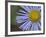 Showy Daisy (Erigeron Speciosus), Glacier National Park, Montana-James Hager-Framed Photographic Print