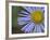 Showy Daisy (Erigeron Speciosus), Glacier National Park, Montana-James Hager-Framed Photographic Print