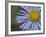 Showy Daisy (Erigeron Speciosus), Glacier National Park, Montana-James Hager-Framed Photographic Print