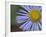 Showy Daisy (Erigeron Speciosus), Glacier National Park, Montana-James Hager-Framed Photographic Print