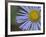 Showy Daisy (Erigeron Speciosus), Glacier National Park, Montana-James Hager-Framed Photographic Print