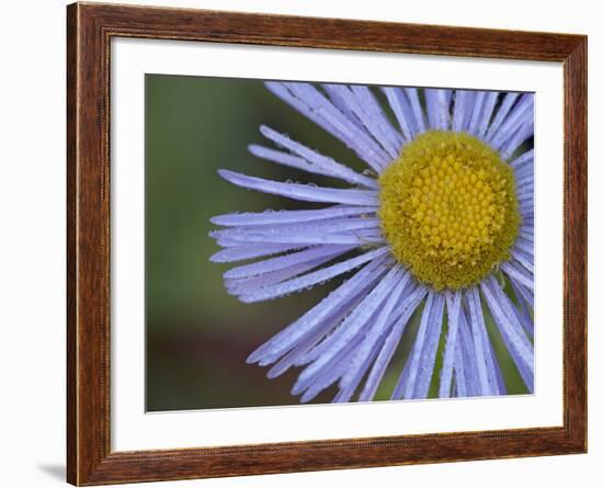 Showy Daisy (Erigeron Speciosus), Glacier National Park, Montana-James Hager-Framed Photographic Print