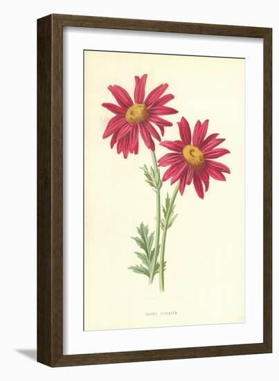 Showy Feverfew-Frederick Edward Hulme-Framed Giclee Print