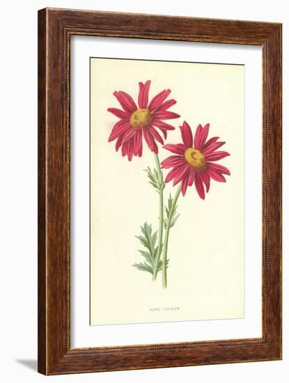 Showy Feverfew-Frederick Edward Hulme-Framed Giclee Print