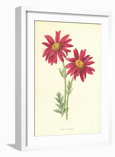 Showy Feverfew-Frederick Edward Hulme-Framed Giclee Print