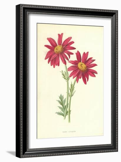 Showy Feverfew-Frederick Edward Hulme-Framed Giclee Print