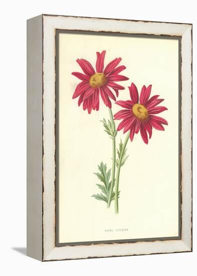 Showy Feverfew-Frederick Edward Hulme-Framed Premier Image Canvas