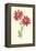 Showy Feverfew-Frederick Edward Hulme-Framed Premier Image Canvas