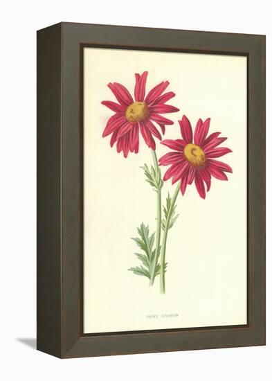 Showy Feverfew-Frederick Edward Hulme-Framed Premier Image Canvas