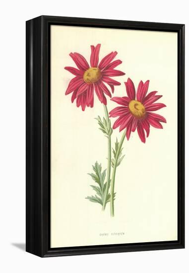 Showy Feverfew-Frederick Edward Hulme-Framed Premier Image Canvas