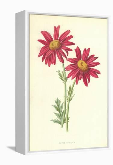 Showy Feverfew-Frederick Edward Hulme-Framed Premier Image Canvas