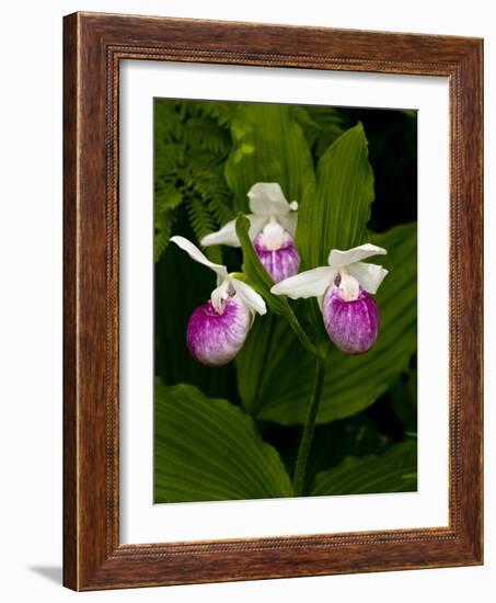 Showy Lady's Slipper, Itasca State Park, Minnesota, USA-Peter Hawkins-Framed Photographic Print