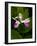 Showy Lady's Slipper, Itasca State Park, Minnesota, USA-Peter Hawkins-Framed Photographic Print