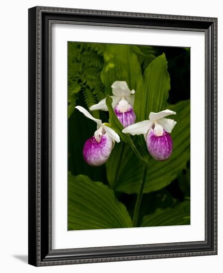 Showy Lady's Slipper, Itasca State Park, Minnesota, USA-Peter Hawkins-Framed Photographic Print