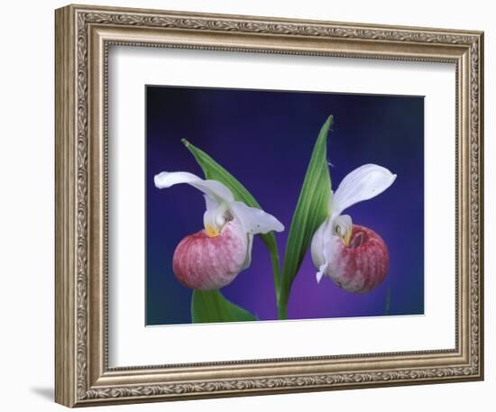 Showy Lady's Slippers, Bruce Peninsula National Park, Michigan, USA-Claudia Adams-Framed Photographic Print