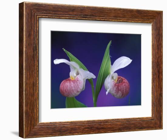 Showy Lady's Slippers, Bruce Peninsula National Park, Michigan, USA-Claudia Adams-Framed Photographic Print