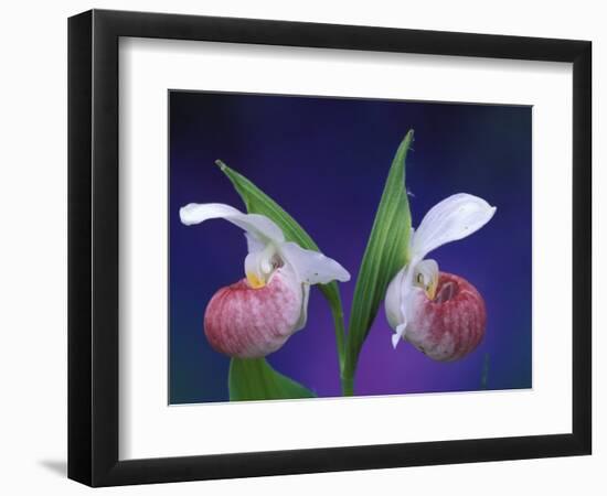 Showy Lady's Slippers, Bruce Peninsula National Park, Michigan, USA-Claudia Adams-Framed Photographic Print