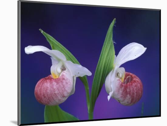 Showy Lady's Slippers, Bruce Peninsula National Park, Michigan, USA-Claudia Adams-Mounted Photographic Print