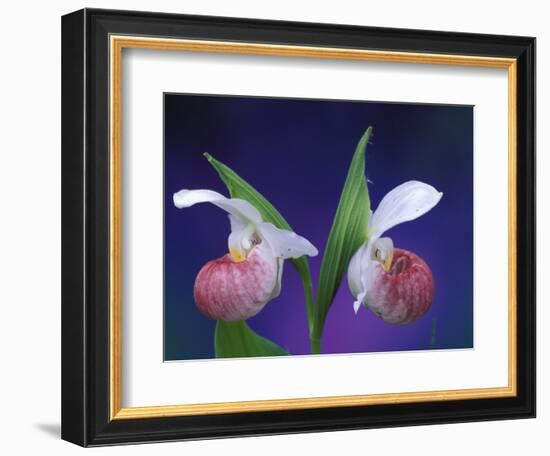 Showy Lady's Slippers, Bruce Peninsula National Park, Michigan, USA-Claudia Adams-Framed Photographic Print