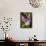 Showy Orchis in Great Smoky Mountains National Park in Tennesse-Melissa Southern-Photographic Print displayed on a wall