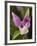 Showy Orchis in Great Smoky Mountains National Park in Tennesse-Melissa Southern-Framed Photographic Print