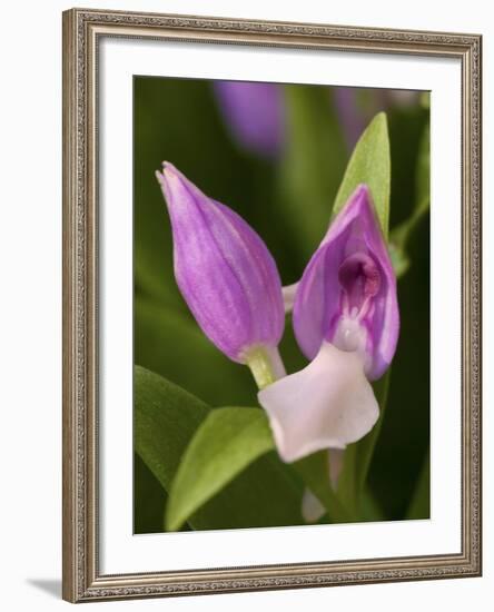 Showy Orchis in Great Smoky Mountains National Park in Tennesse-Melissa Southern-Framed Photographic Print