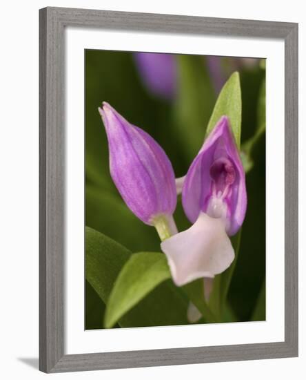 Showy Orchis in Great Smoky Mountains National Park in Tennesse-Melissa Southern-Framed Photographic Print