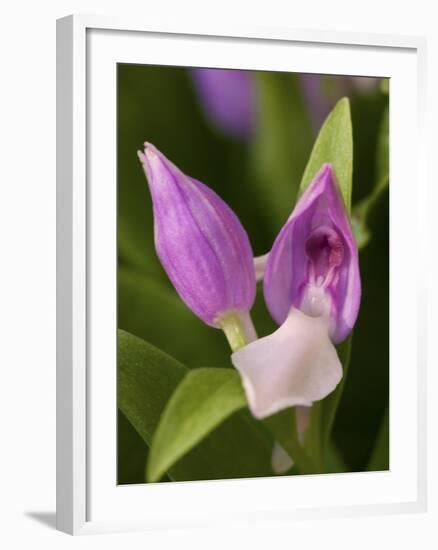 Showy Orchis in Great Smoky Mountains National Park in Tennesse-Melissa Southern-Framed Photographic Print