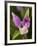 Showy Orchis in Great Smoky Mountains National Park in Tennesse-Melissa Southern-Framed Photographic Print