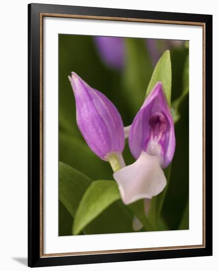 Showy Orchis in Great Smoky Mountains National Park in Tennesse-Melissa Southern-Framed Photographic Print