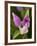 Showy Orchis in Great Smoky Mountains National Park in Tennesse-Melissa Southern-Framed Photographic Print