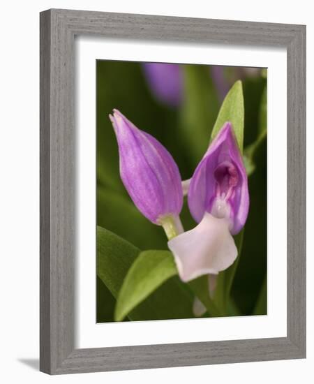 Showy Orchis in Great Smoky Mountains National Park in Tennesse-Melissa Southern-Framed Photographic Print