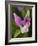 Showy Orchis in Great Smoky Mountains National Park in Tennesse-Melissa Southern-Framed Photographic Print