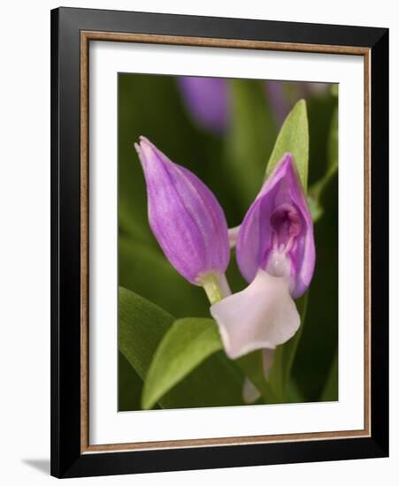 Showy Orchis in Great Smoky Mountains National Park in Tennesse-Melissa Southern-Framed Photographic Print