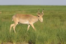Male Saiga Antelope (Saiga Tatarica) Running, Cherniye Zemli (Black Earth) Nr, Kalmykia, Russia-Shpilenok-Photographic Print
